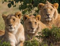Здоровье и питание льва Питание по знакам зодиака лев