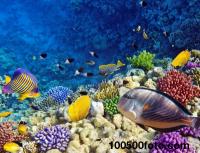 Коралловые рифы Где есть коралловые рифы