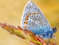 Во сне бабочка: точное толкование по сонникам